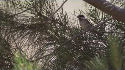 Akyanaklı baştankara