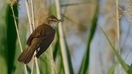 Büyük kamışçın