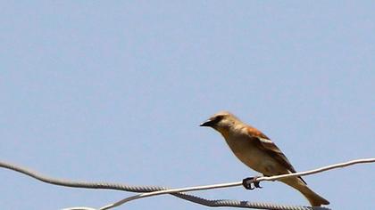 Sarıboğazlı serçe