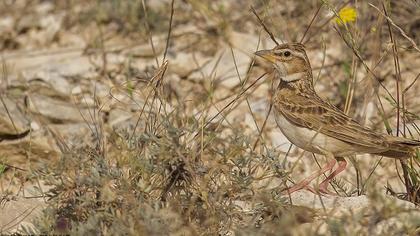 Küçük boğmaklı toygar