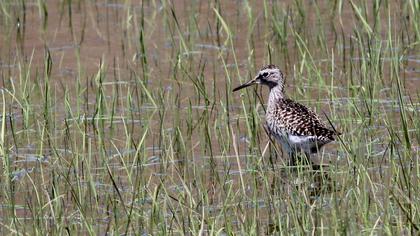 Orman düdükçünü