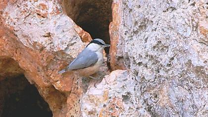 Büyük kaya sıvacısı