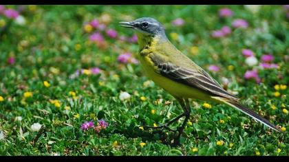 Sarı kuyruksallayan