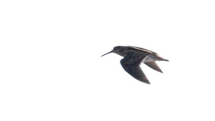 Küçük suçulluğu