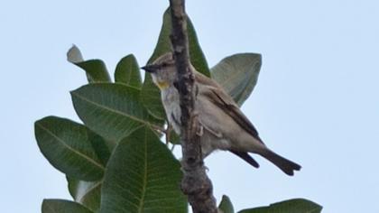 Sarıboğazlı serçe