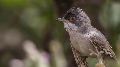 Menetries`s Warbler