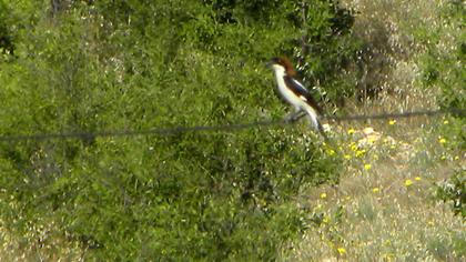 Kızılbaşlı örümcekkuşu