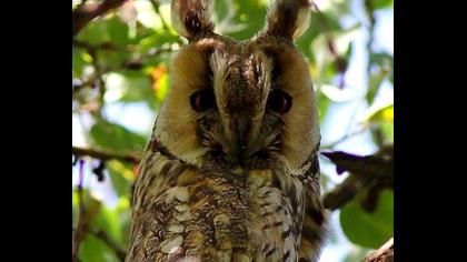 Kulaklı orman baykuşu