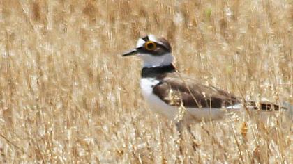 Halkalı küçük cılıbıt