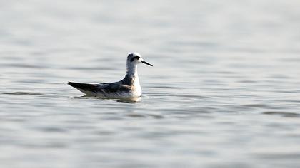 Kızıl denizdüdükçünü