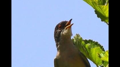 Pembegöğüslü ötleğen