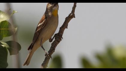 Sarıboğazlı serçe