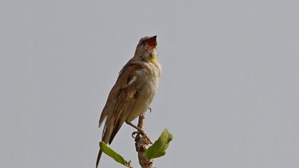 Sarıboğazlı serçe