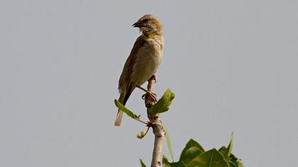 Sarıboğazlı serçe