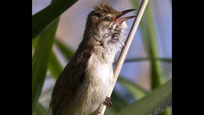 Büyük kamışçın
