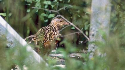 Bıldırcınkılavuzu