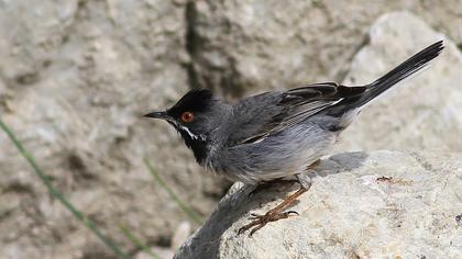 Karaboğazlı ötleğen