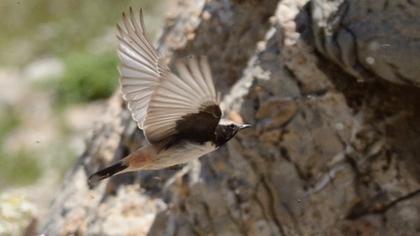 Kızılca kuyrukkakan