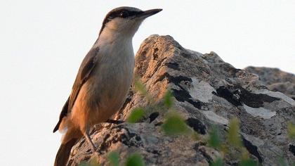 Büyük kaya sıvacısı