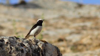 Aksırtlı kuyrukkakan
