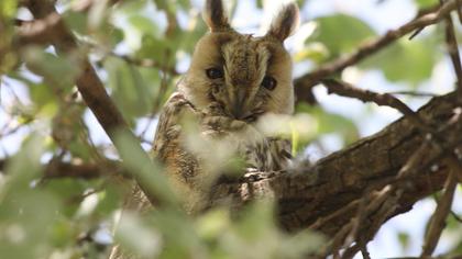Kulaklı orman baykuşu