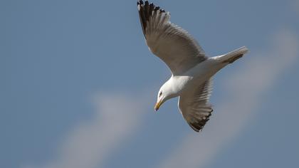 Van gölü martısı