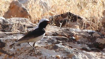 Aksırtlı kuyrukkakan