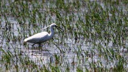 Küçük ak balıkçıl