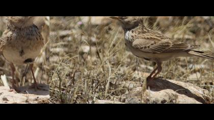 Türkistan çorak toygarı
