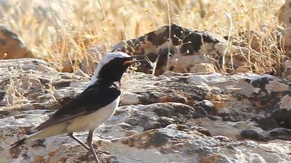 Aksırtlı kuyrukkakan