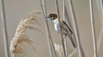 Doğu kamışçını