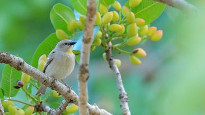 Sarıboğazlı serçe