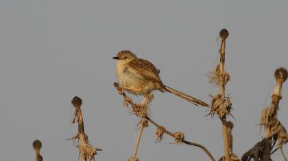 Dikkuyruklu ötleğen