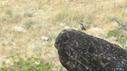 Büyük kaya sıvacısı