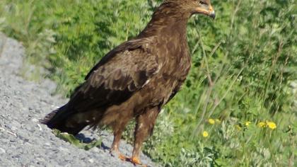 Küçük orman kartalı