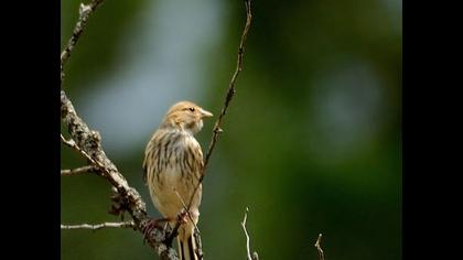 Twite