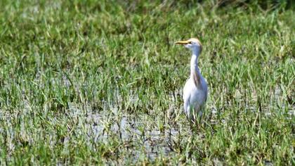 Sığır balıkçılı
