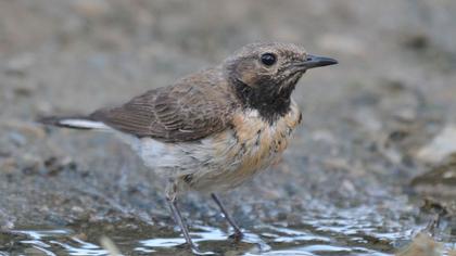 Karakulaklı kuyrukkakan