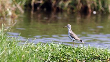 Benekli düdükçün