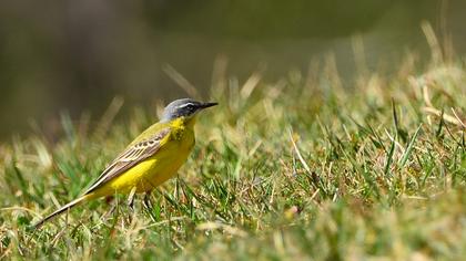 Sarı kuyruksallayan