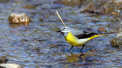 Dağ kuyruksallayanı
