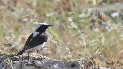 Aksırtlı kuyrukkakan