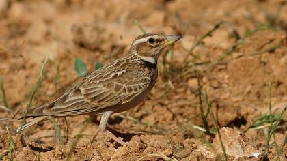 Küçük boğmaklı toygar