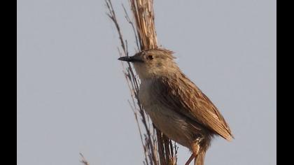 Dikkuyruklu ötleğen