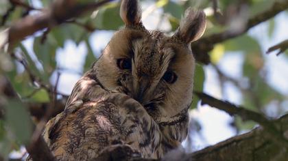 Kulaklı orman baykuşu