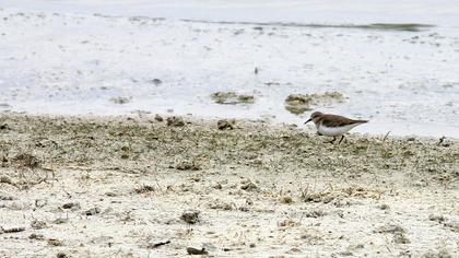 Sarıbacaklı kumkuşu