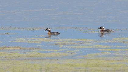 Kızılboyunlu batağan