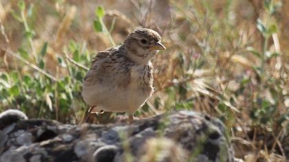 Türkistan çorak toygarı