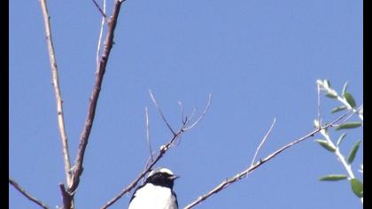 Aksırtlı kuyrukkakan