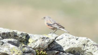 Büyük dağbülbülü